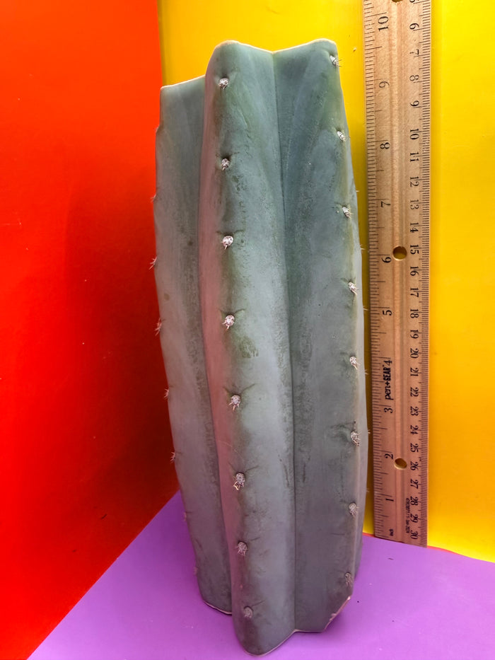 Blue Juules Giant !