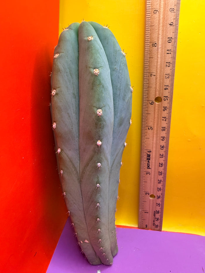 BLUE JUULES GIANT !