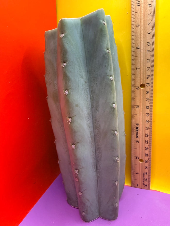 Blue Juules Giant !