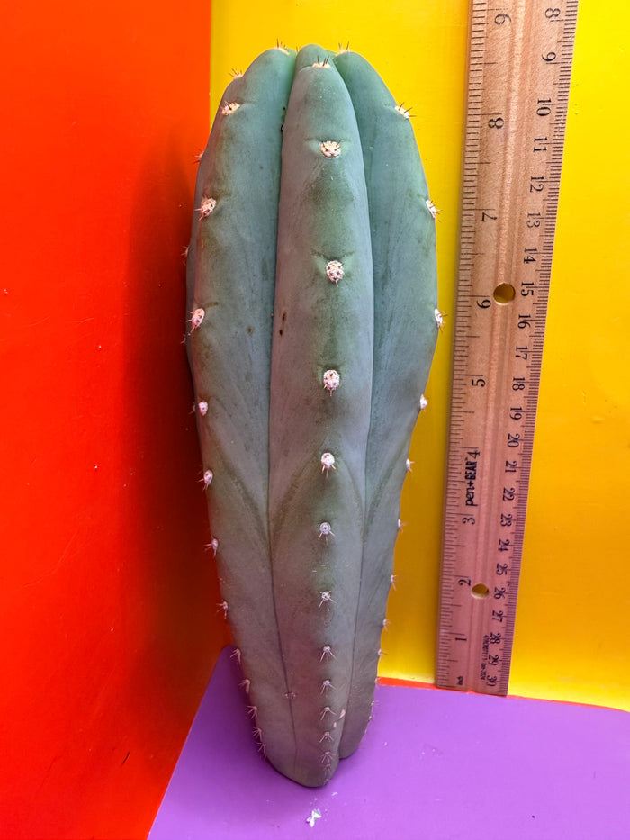 BLUE JUULES GIANT !