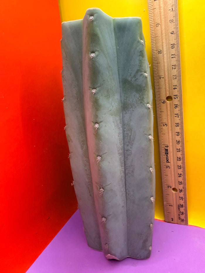Blue Juules Giant !