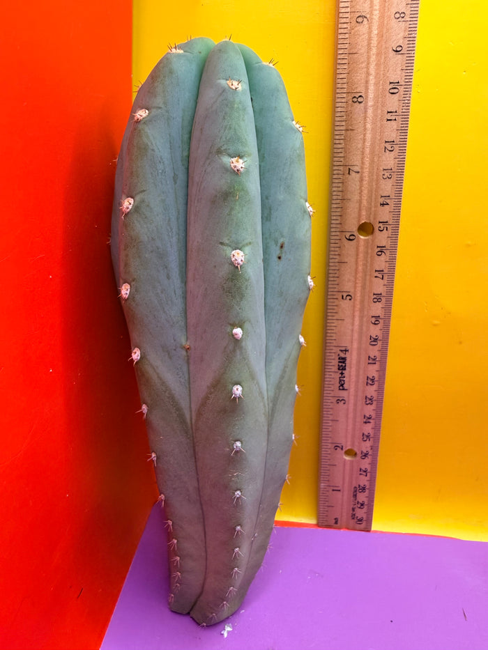 BLUE JUULES GIANT !