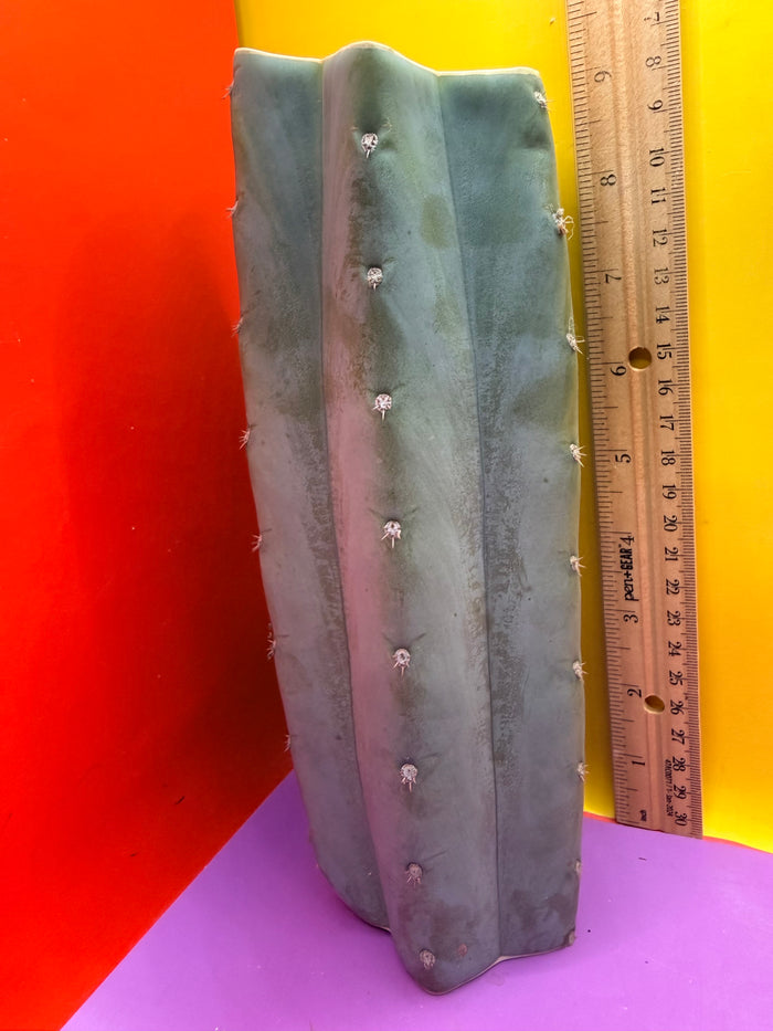 Blue Juules Giant !