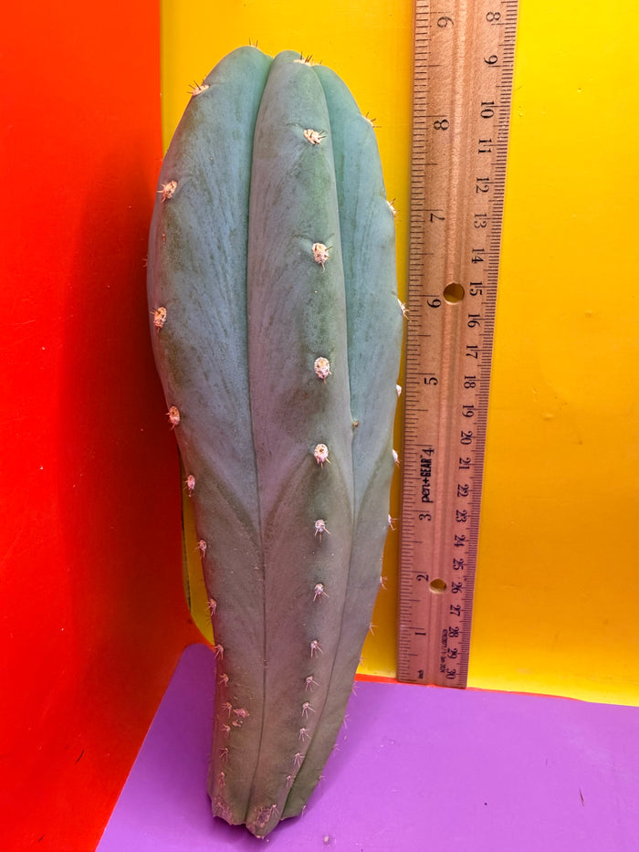 BLUE JUULES GIANT !