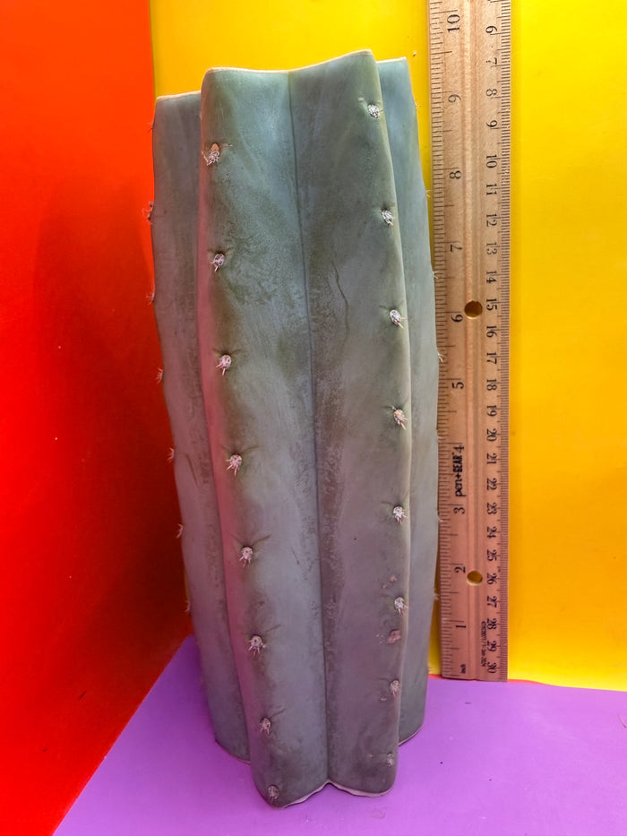Blue Juules Giant !