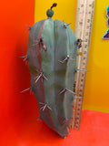 Blue Myrtillocactus