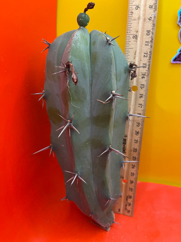 Blue Myrtillocactus