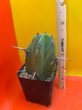 BLUE Myrtle cactus - potted cactus !