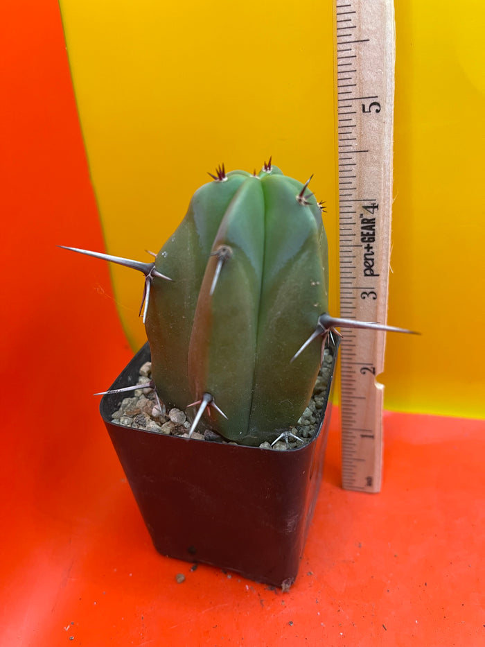 BLUE Myrtle cactus - potted cactus !