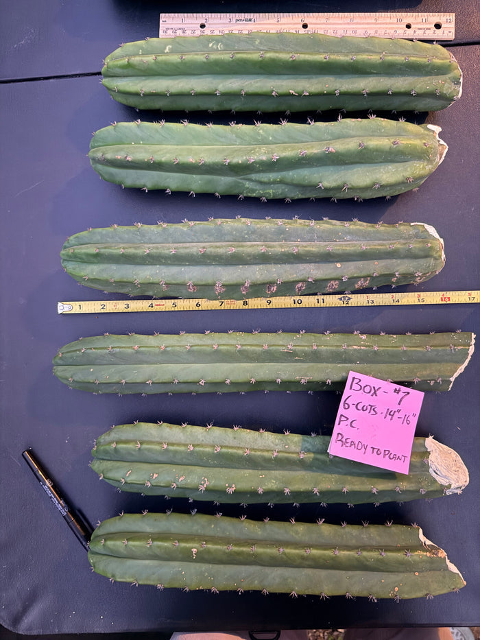 Box of 6 Extra Large cuttings 14”-16”