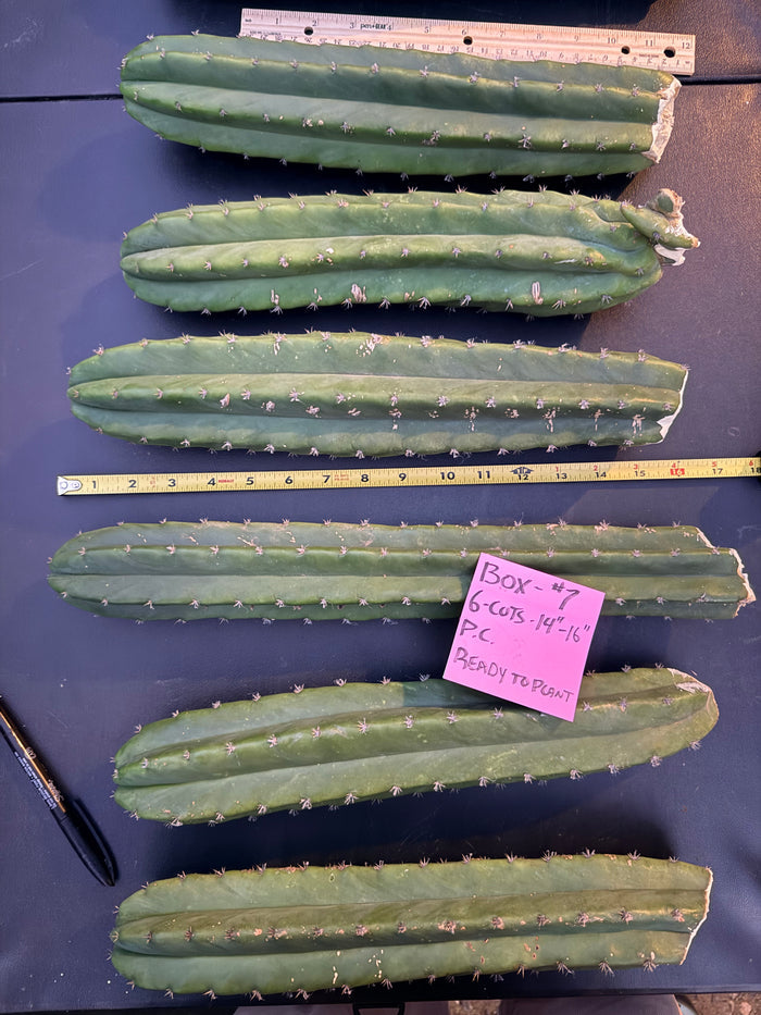 Box of 6 Extra Large cuttings 14”-16”