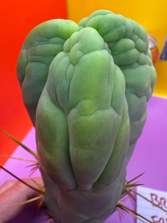 Bruce’s Dragon - almost 3” thick !