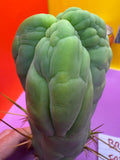 Bruce’s Dragon - almost 3” thick !