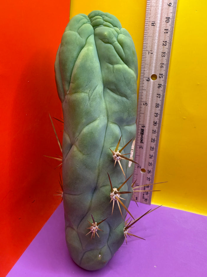 Bruce’s Dragon - almost 3” thick !