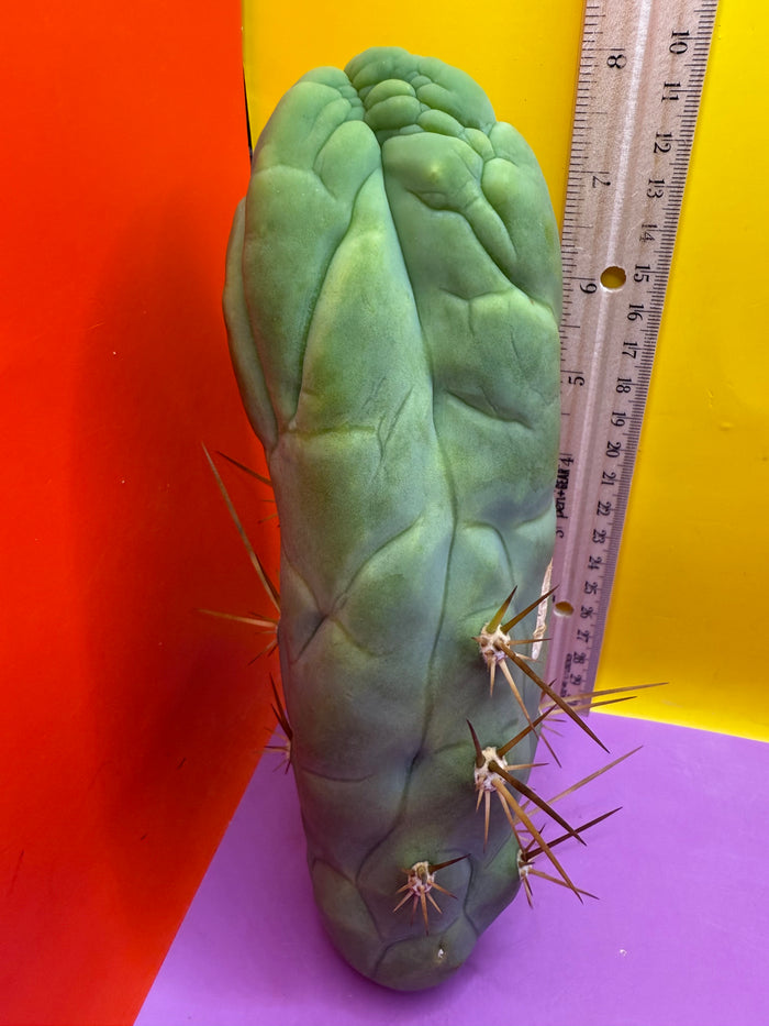 Bruce’s Dragon - almost 3” thick !