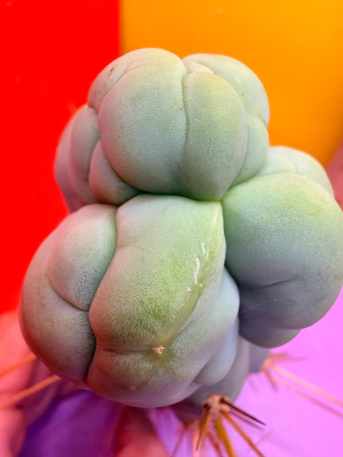 BRUCES DRAGON ! 🐉