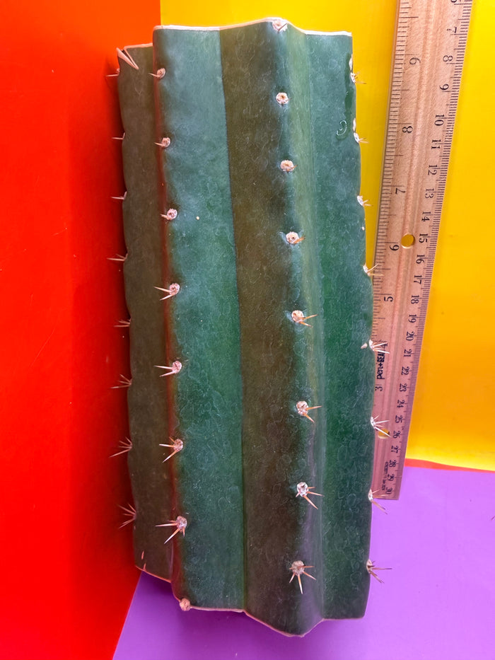 CACTO HEBRIDO !