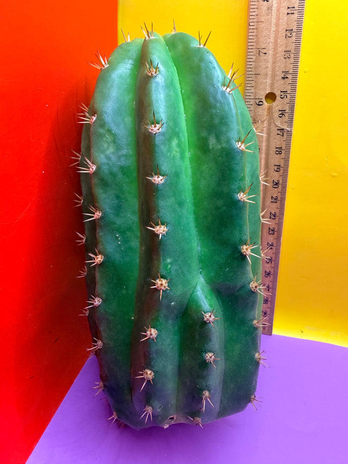 CACTO HEBRIDO !