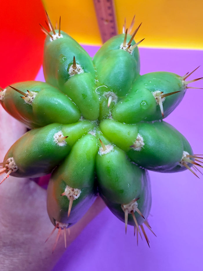 CACTO HEBRIDO !