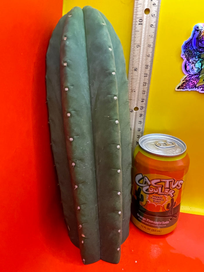 Cactus cahuilla !