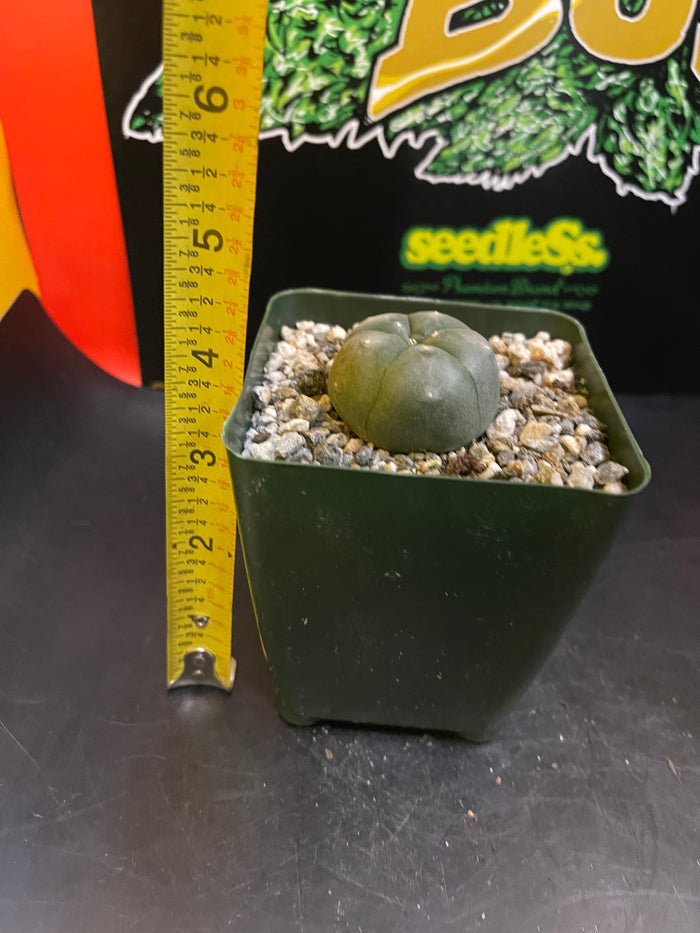 Cactus in a 4” tall pot