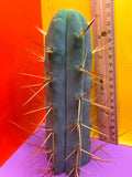 Cactus Kate Bridgesii