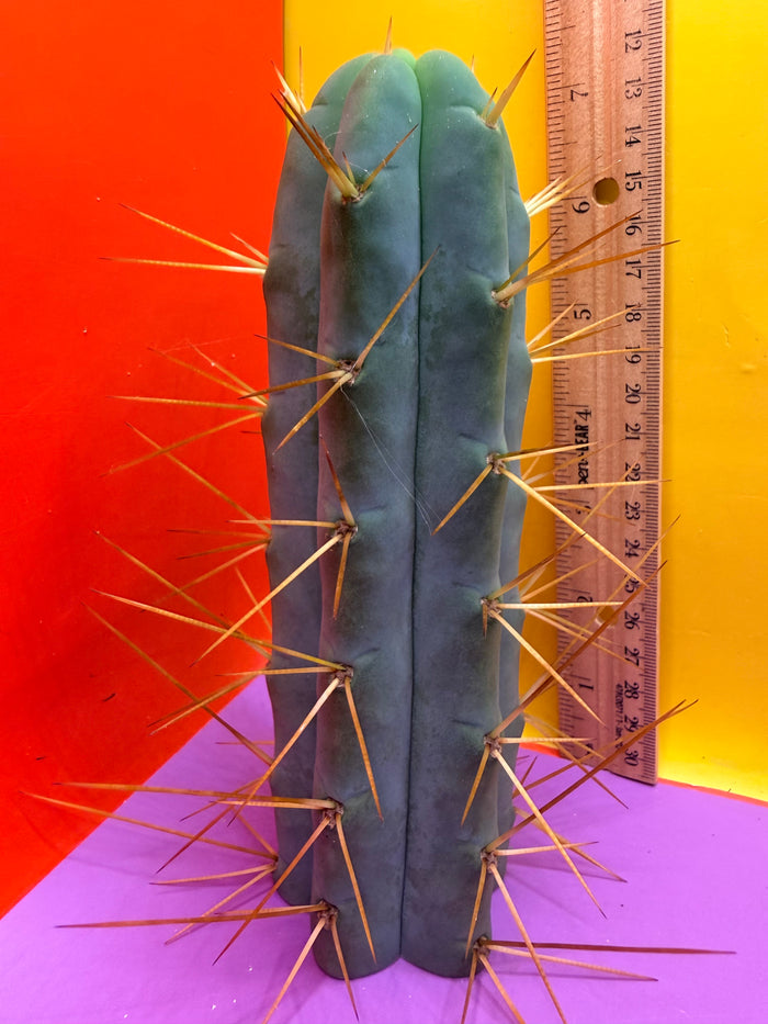 Cactus Kate Bridgesii