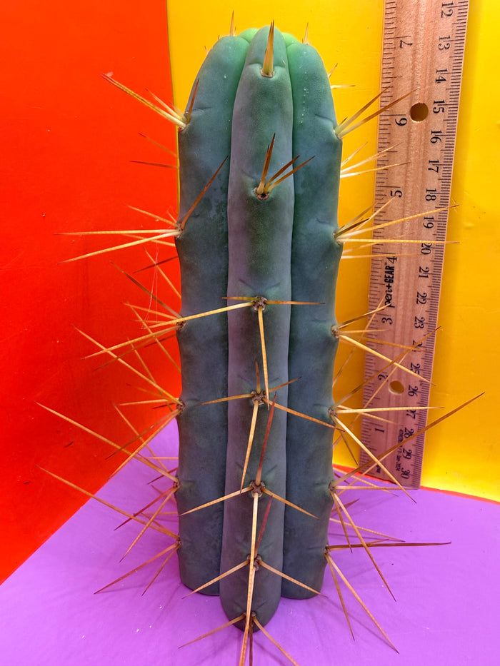 Cactus Kate Bridgesii