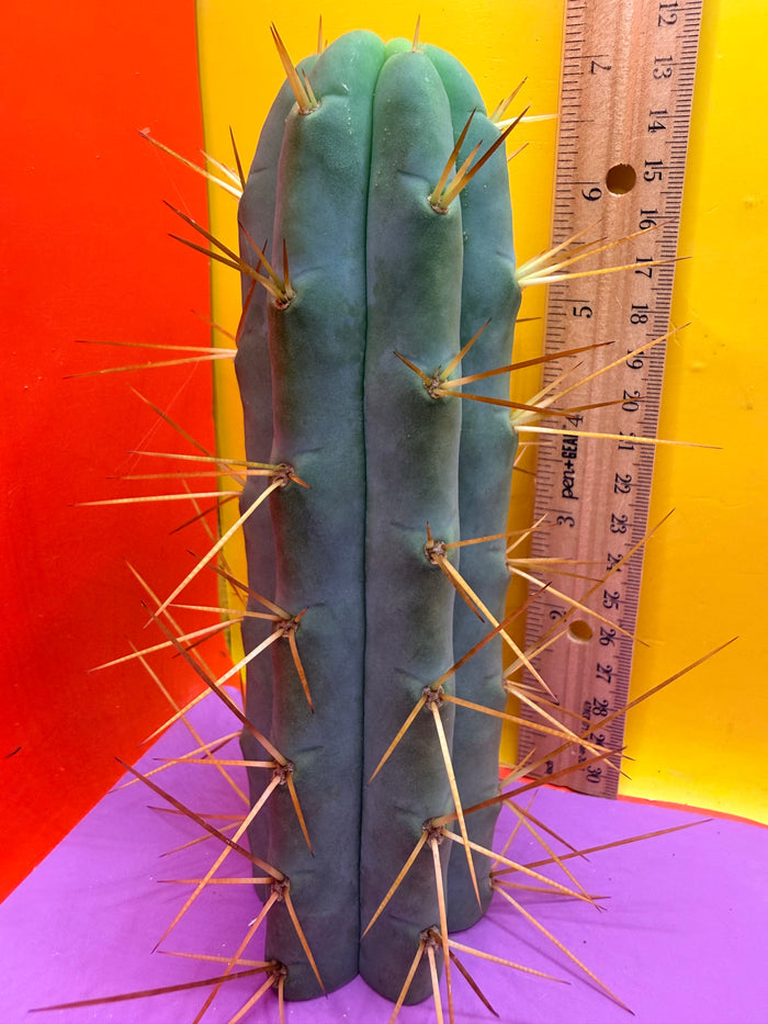Cactus Kate Bridgesii