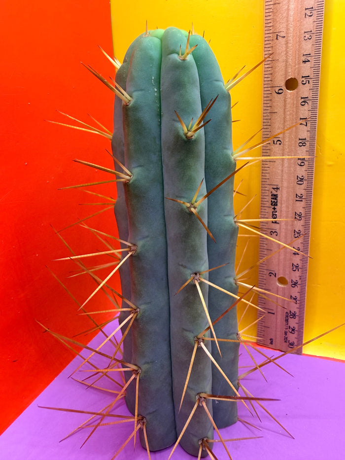Cactus Kate Bridgesii