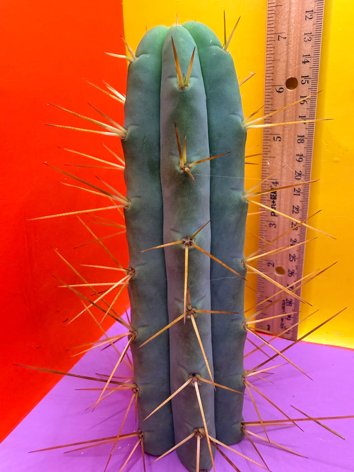 Cactus Kate Bridgesii