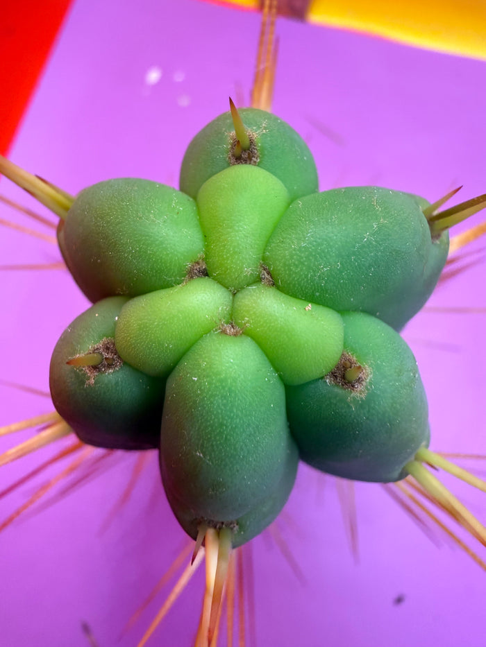 Cactus Kate Bridgesii