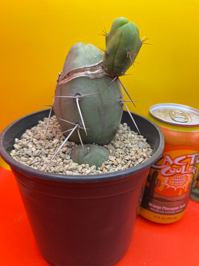 CACTUS !