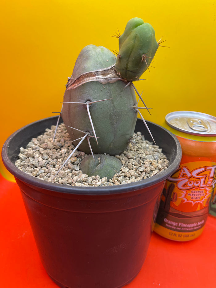 CACTUS !