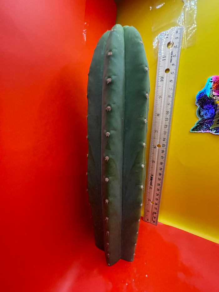 Cahuilla cactus