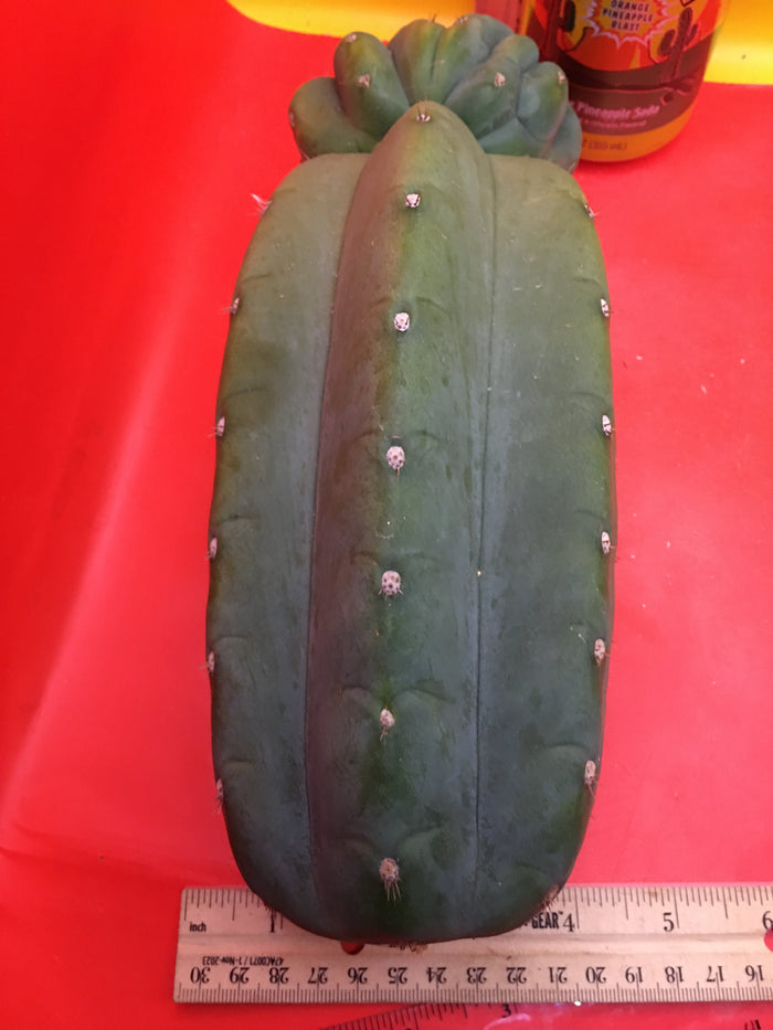 Cahuilla weirdo ! Double tip
