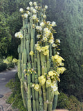 CAHUILLA X BRIDGESII “OTLE” 50 seeds 2025