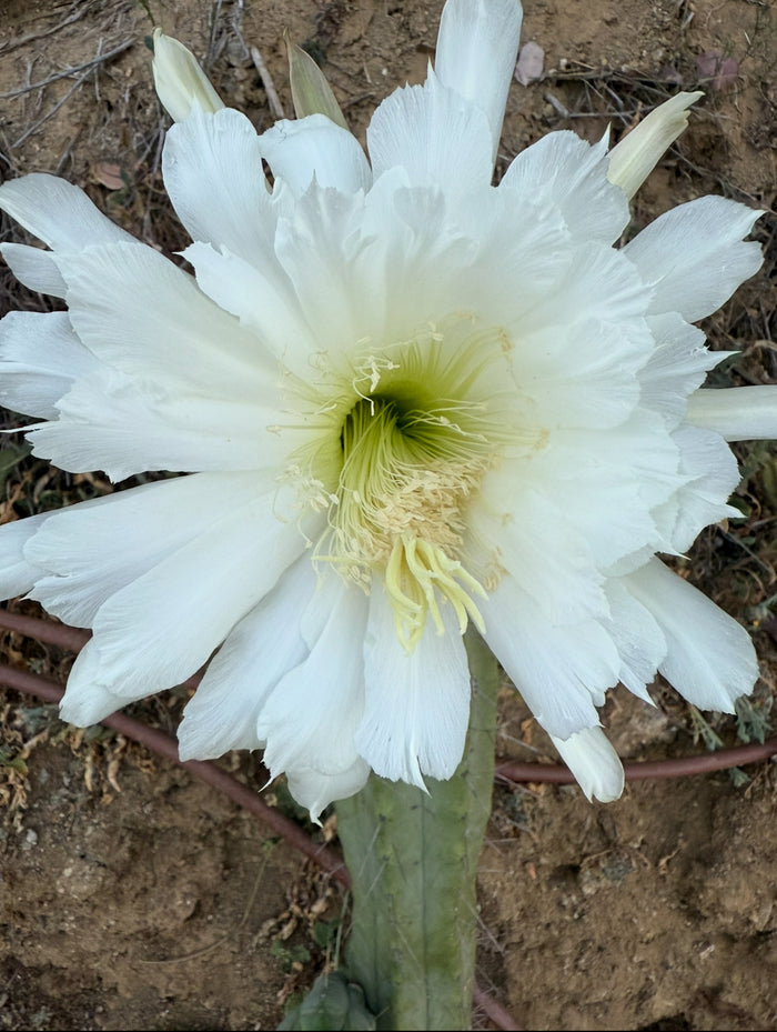 CAHUILLA X BRIDGESII “OTLE” 50 seeds 2025
