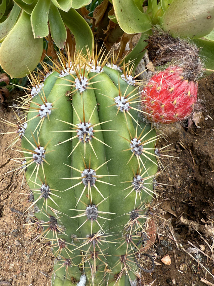 Cahuilla x Candacans Seeds