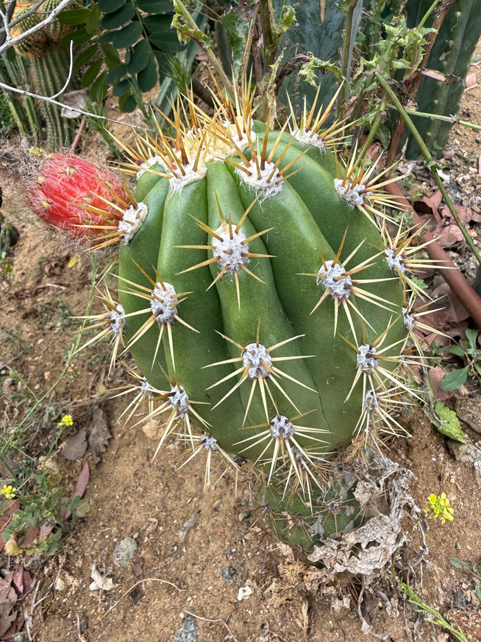 Cahuilla x Candacans Seeds
