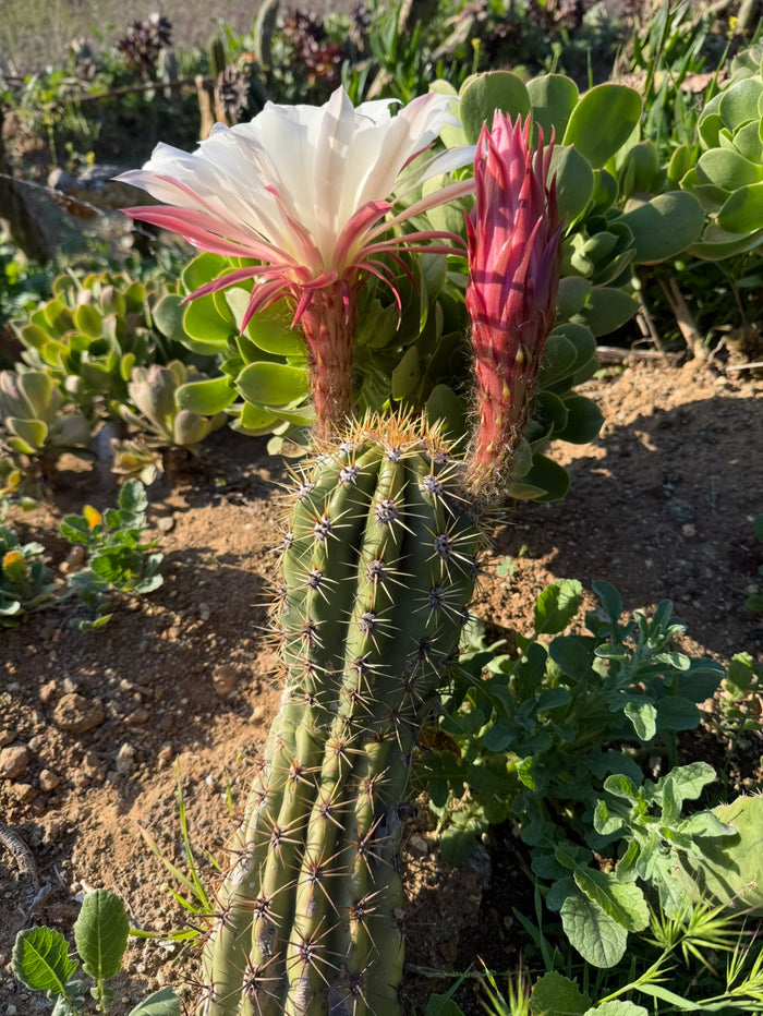 Cahuilla x Candacans Seeds