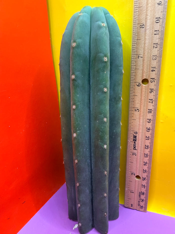 Cahuilla  !
