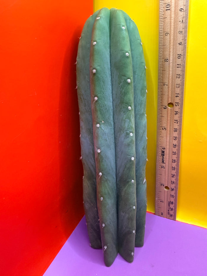 Cahuilla !!