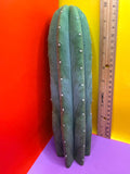 Cahuilla !!