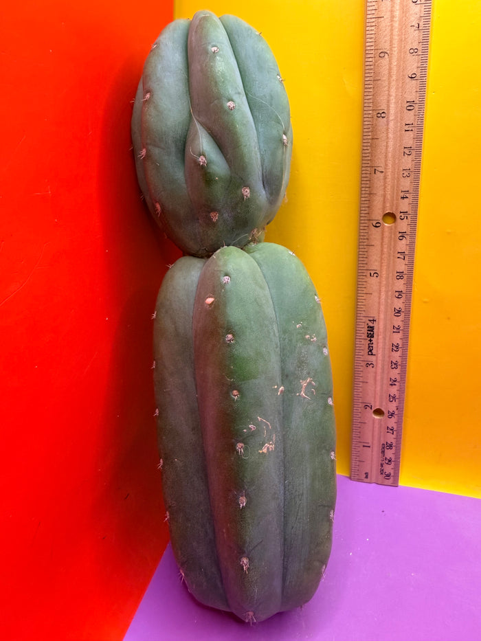 Cahuilla !