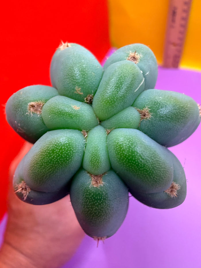 Cahuilla  !