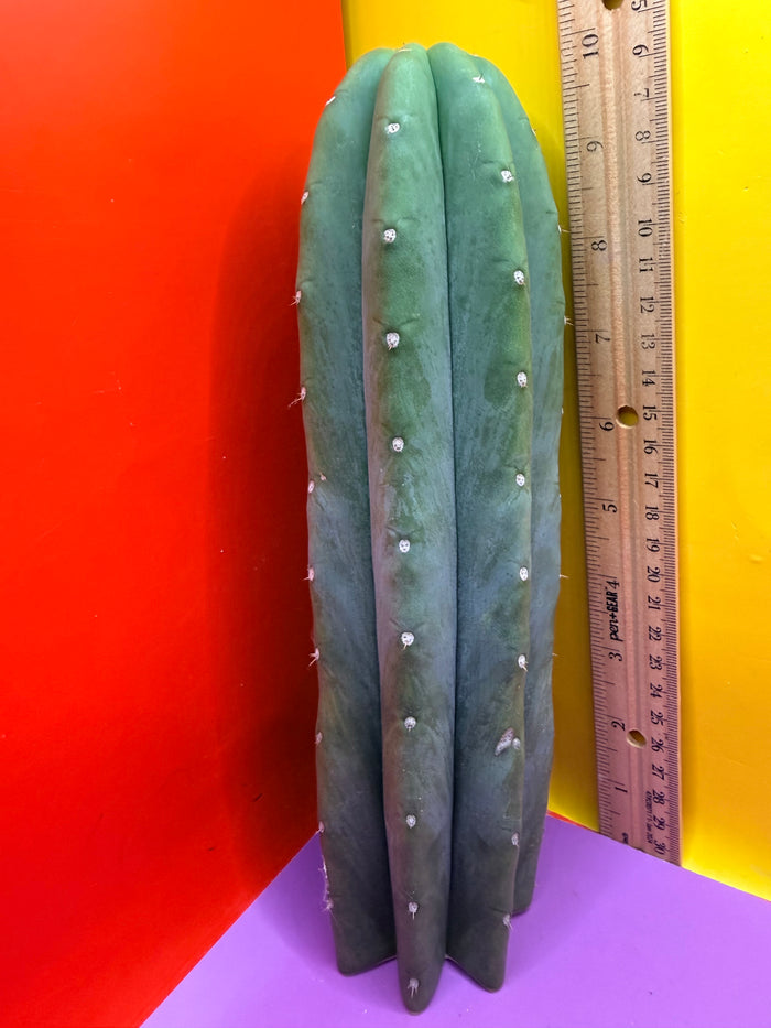 Cahuilla !!