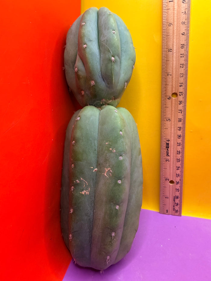 Cahuilla !