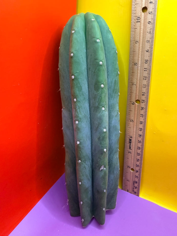 Cahuilla !!