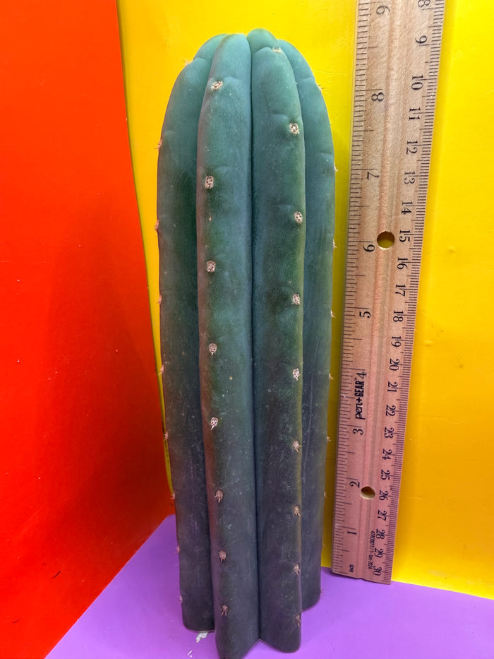 Cahuilla  !